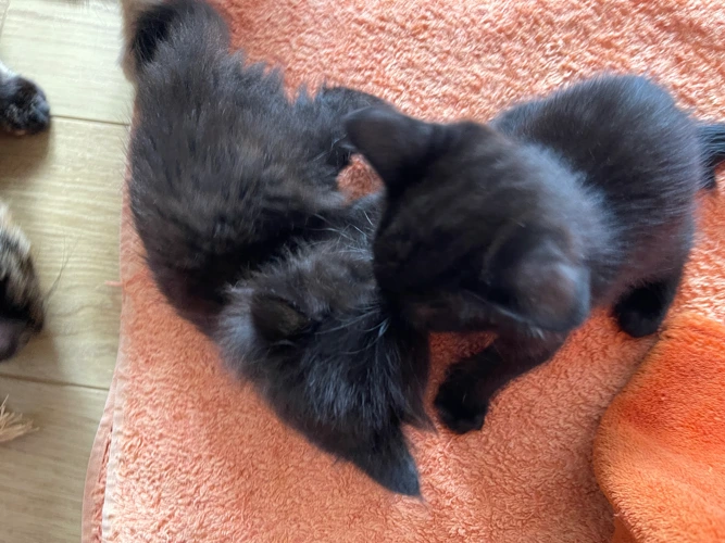 The 5J kittens - Jessie, Joey, Jasper, Jack and Jett