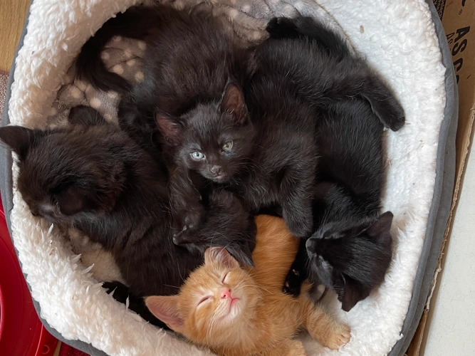 The 5J kittens - Jesse, Joey, Jasper, Jack and Jett