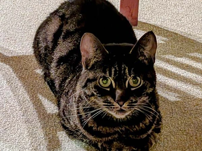 Willow