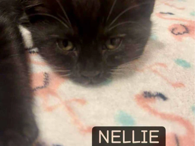 Nellie, Boe, Nova and Nora - Kittens