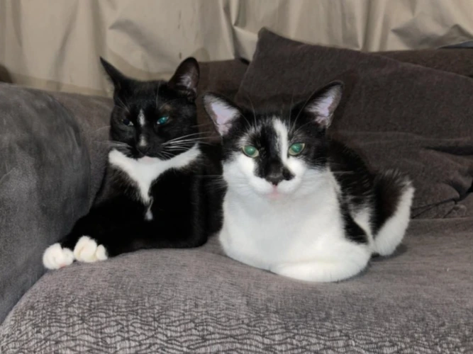 Oreo and Sage