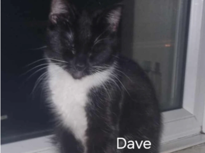 DAVE (DH)