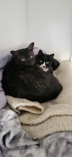 Timmy and Wisp