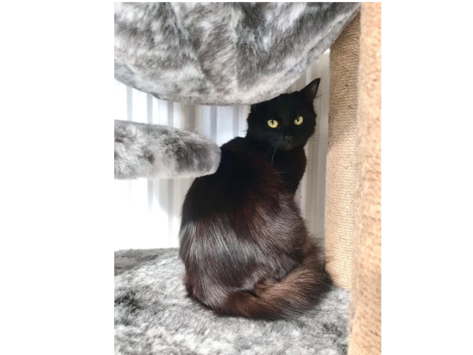 Suki