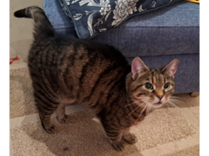Cleo
