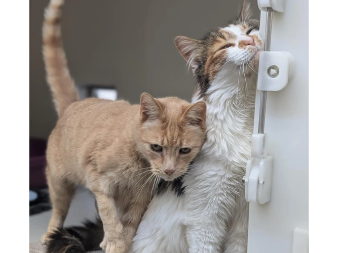Lawrence and Delilah