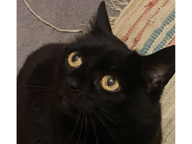 Bella