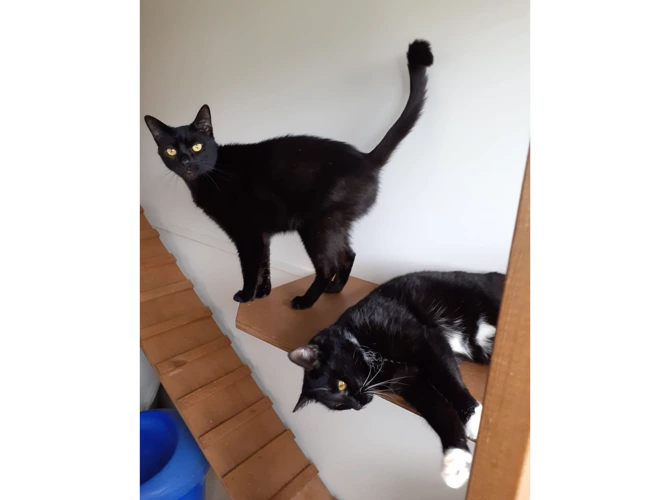 Loki & Misty