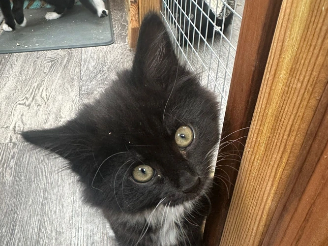 Kittens!