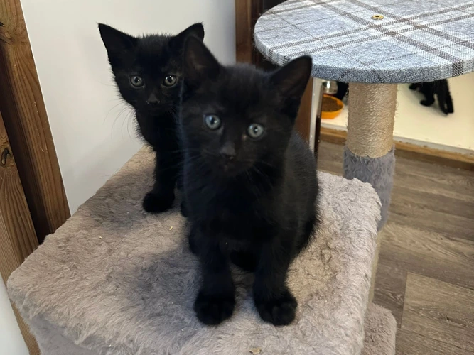 Kittens