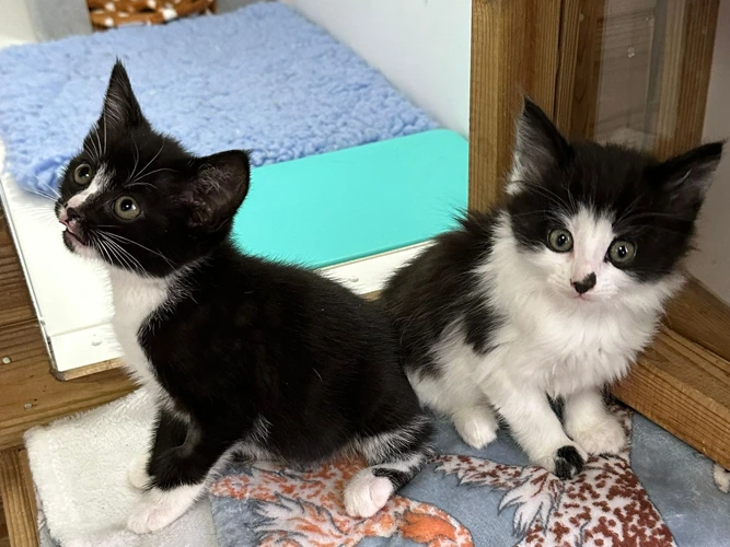 Kittens