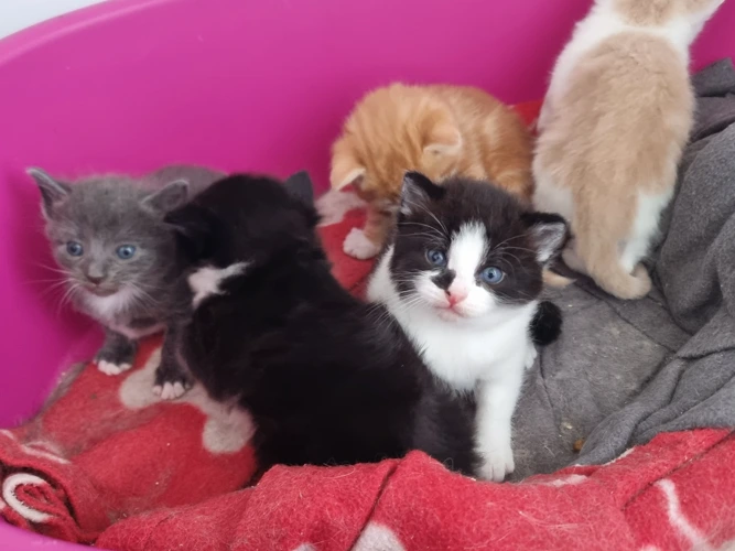 Kittens!