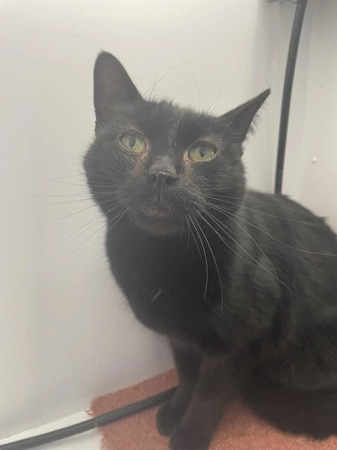 Oscar