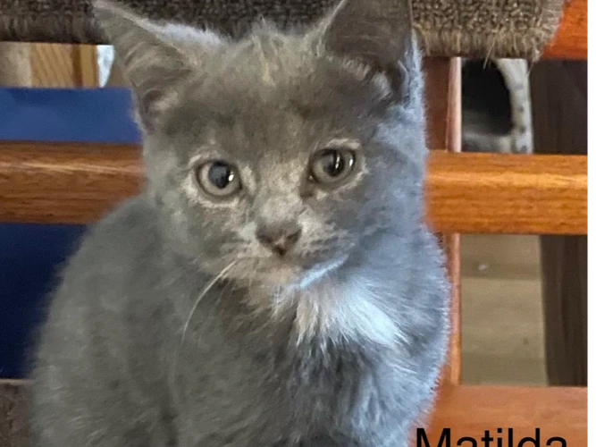 Angel's kittens