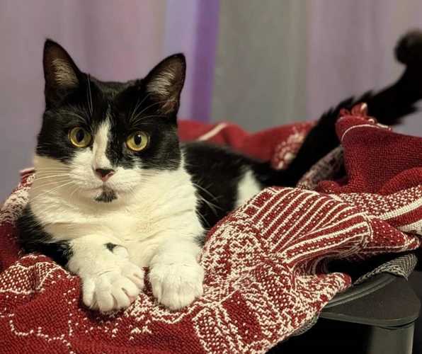 H2H Maya FIV INDOOR ONLY 3year old female