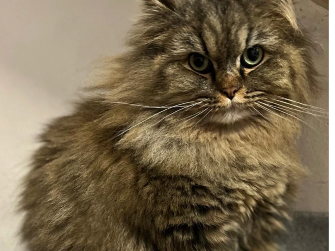 Gizmo (Ragdoll/Persian cross)