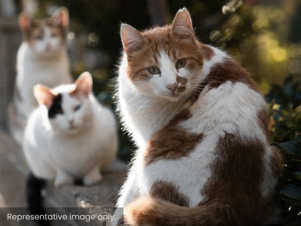 Outdoor Homes Needed for Feral Cats