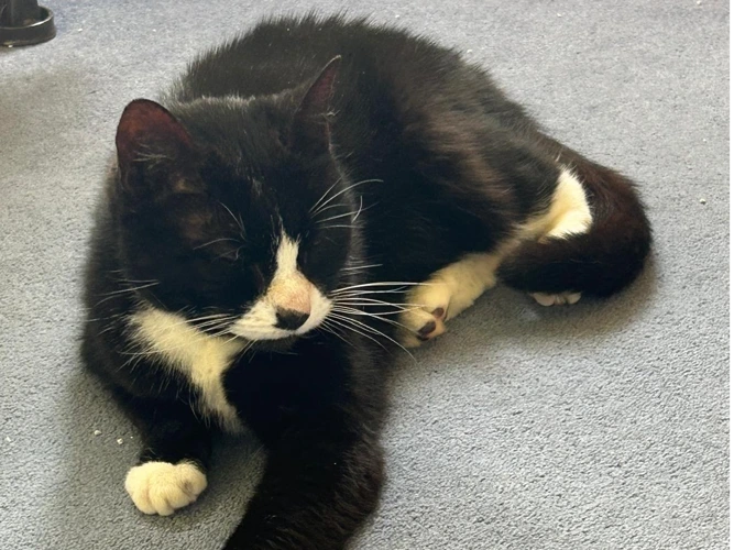 Sox