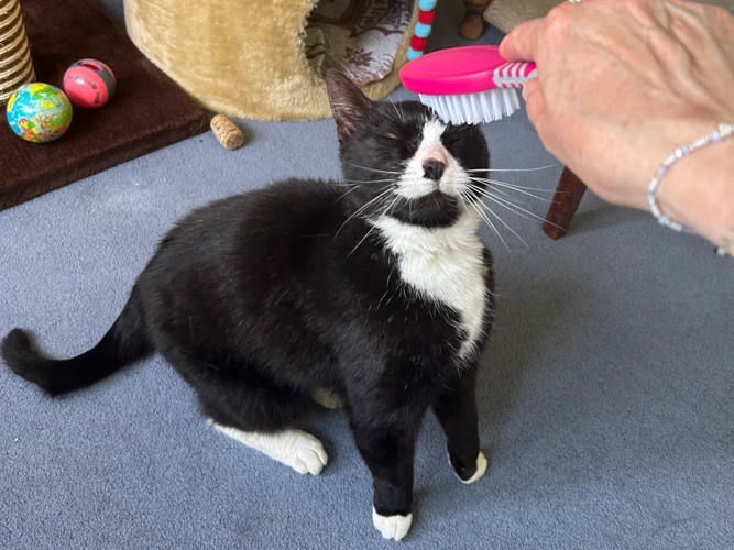 Sox