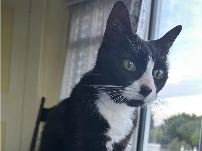 Sox