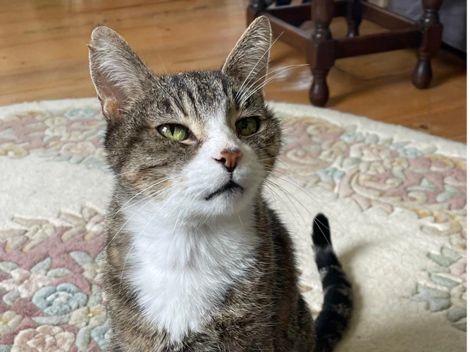 Tigs
