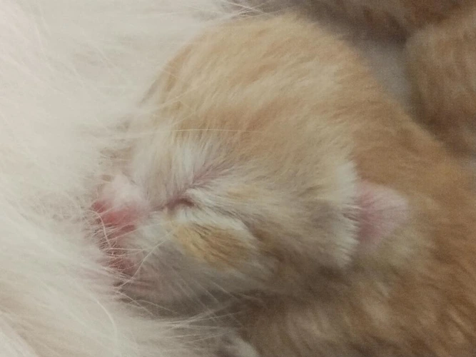 Sandy/Fanta