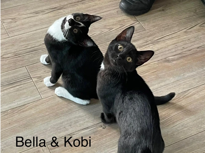 Kobe & Bella