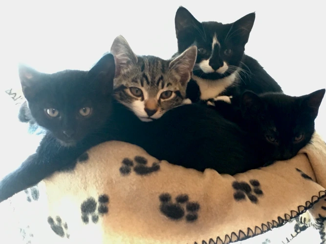 Bonnie's kittens