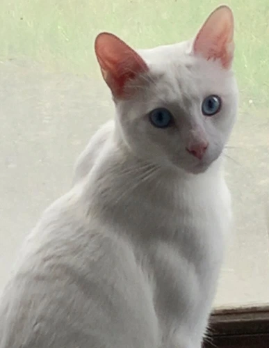 Boo