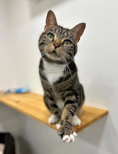 Nala