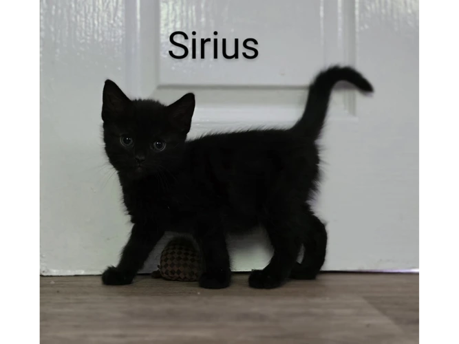 Sirius