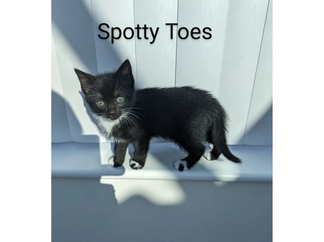 Spotty Toes
