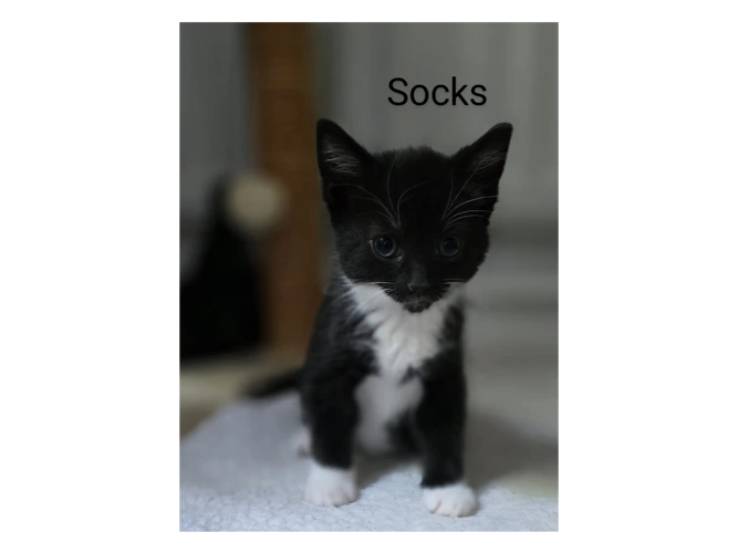 Socks