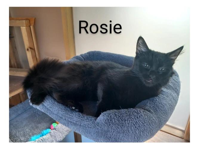 Rosie