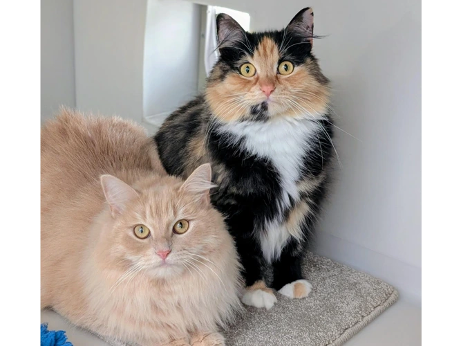Belle and Luna