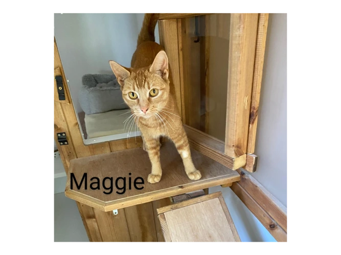 Maggie