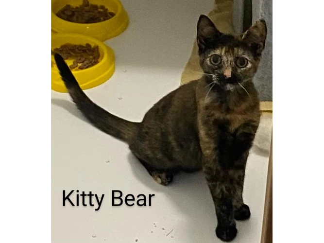 Kitty Bear