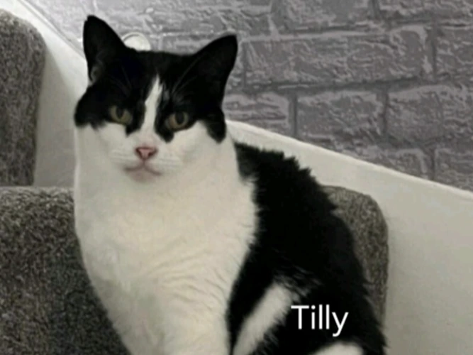 TILLY (DH)
