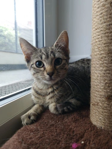Alexei