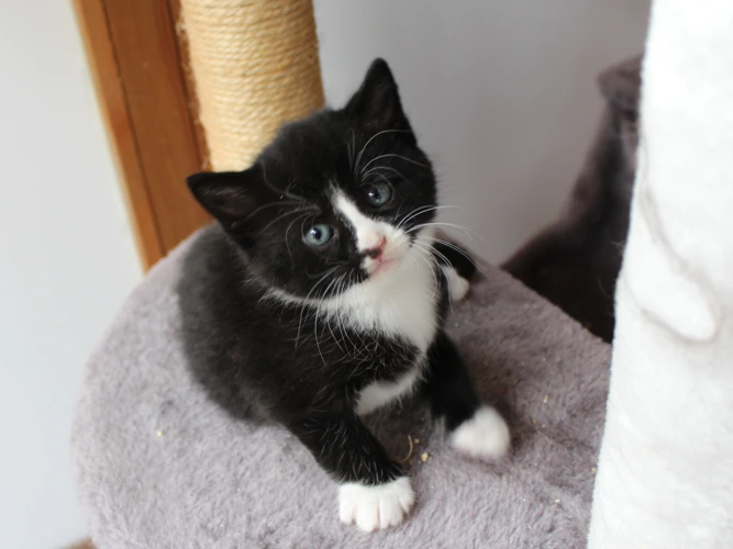 Kittens!