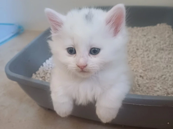 Kittens!
