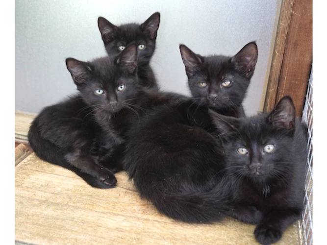 BESSIE's KITTENS