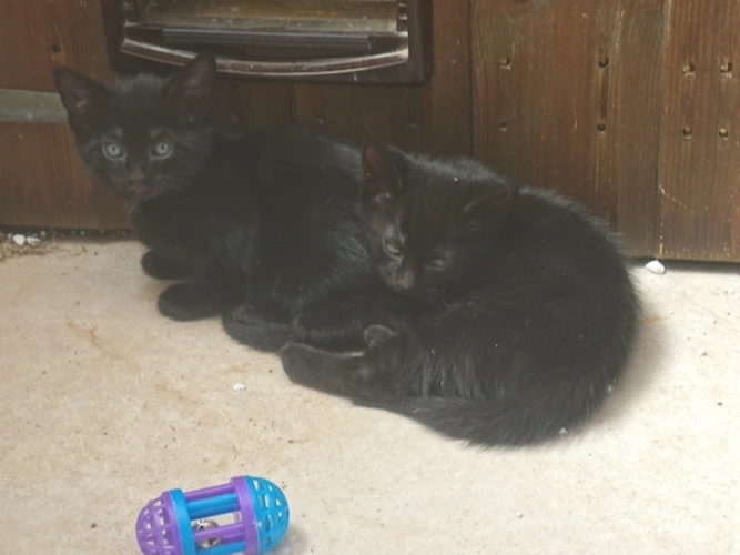 BESSIE's KITTENS