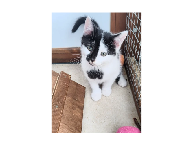 Kittens