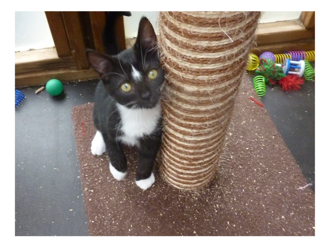 Kittens