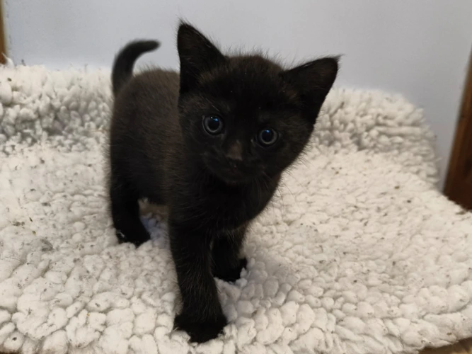 Kittens