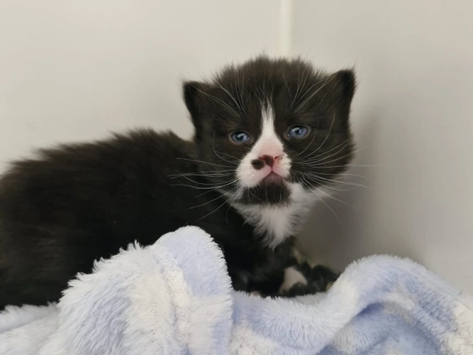 Kittens