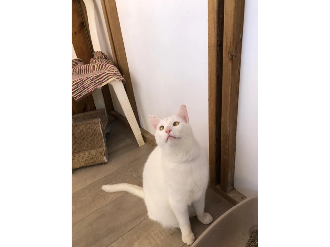 Rafa