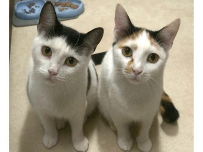 Ada & Chloe