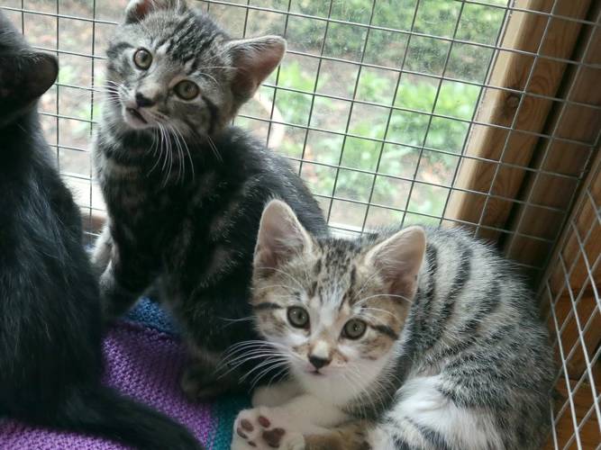 Kittens - George and John